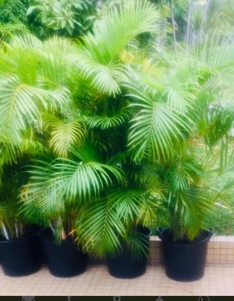 Plantes – Photo 1